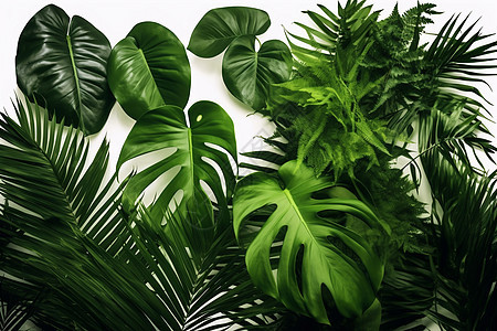 新鲜的绿色植物装饰图片