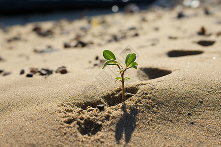 海滩上一个小植物背景图片
