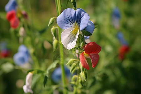 蔬菜开花图片