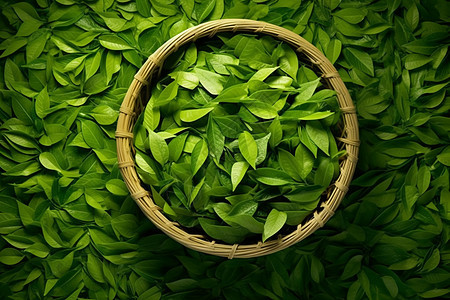 绿茶叶背景图片