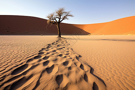矗立沙漠中的枯树背景图片
