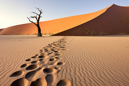 孤寂之美的沙漠枯树背景图片