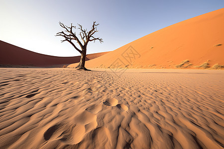 沙丘中耸立的枯树图片