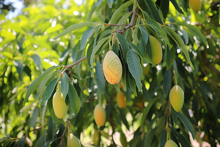 乡村农业种植的芒果果园背景图片