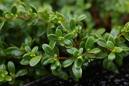 清新绿色植物图片