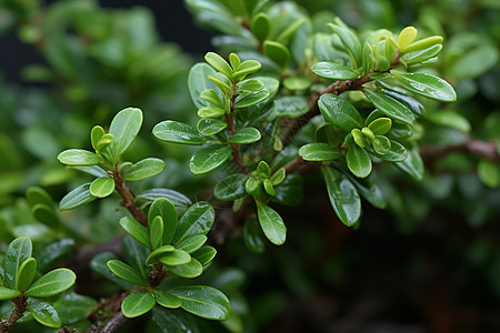 绿色植物的特写图片