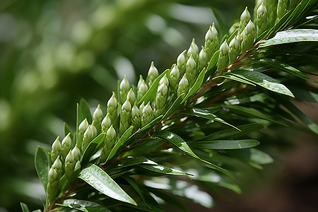 绿色植物的近景图片