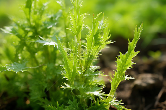 一株植物的特写图片