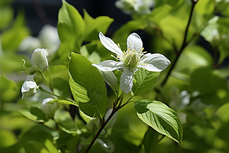 花朵绽放自然之美图片