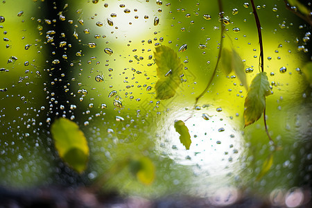 雨季的水珠图片