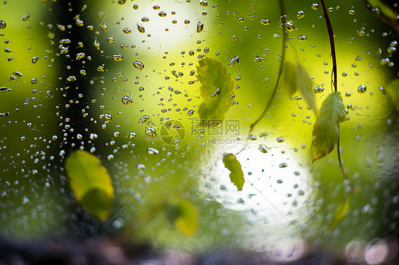 雨季的水珠图片