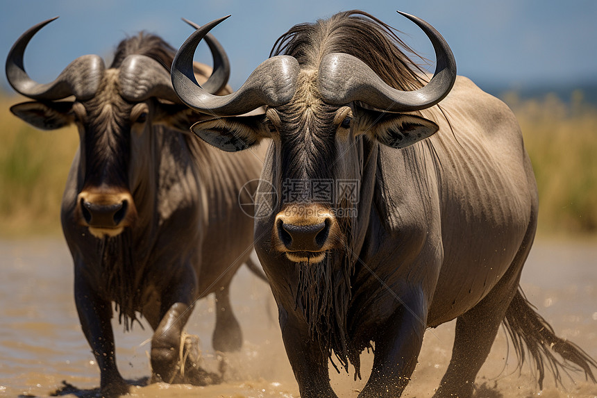 草原中奔跑的牛羚图片