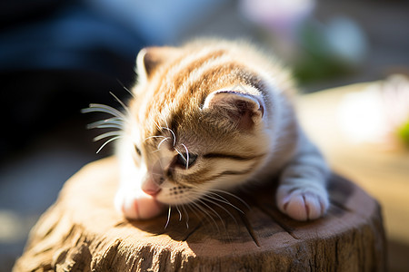 树桩上的可爱猫咪图片