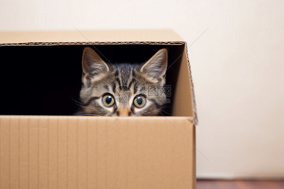 纸箱中的小猫图片
