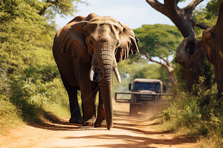 野生象行走在泥路上图片