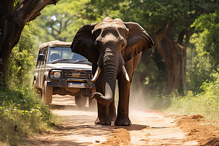 亚洲丛林中的大象图片