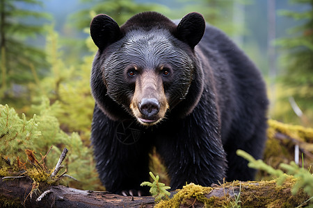 森林动物园黑熊漫步于森林中背景