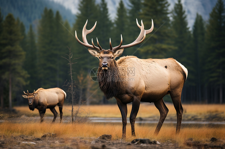 重温雄鹿每一场经典战役 详细NBA录像解析不容错过