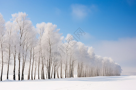 冰雪中的白杨高清图片