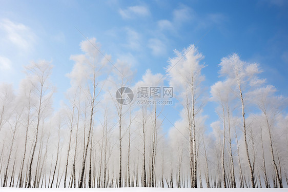 雪中白树林图片