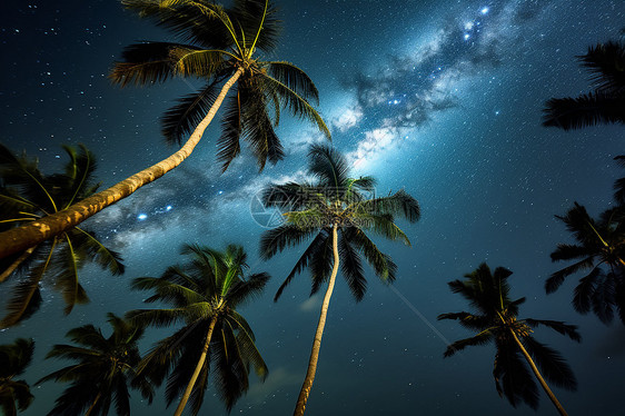 夜晚中棕榈树图片
