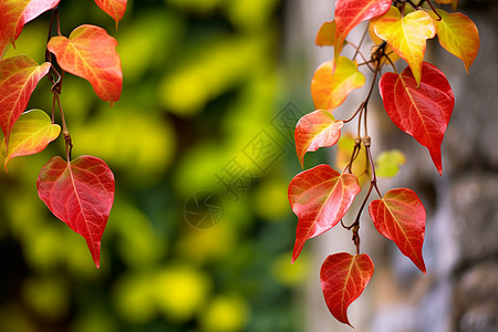 红黄枝叶背景图片