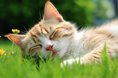 草坪上熟睡的猫咪图片