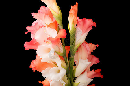 清新自然的剑兰花束图片