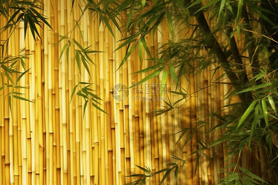 翠竹环绕图片
