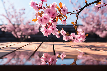 粉红花朵与木板图片