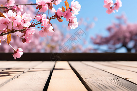 樱花与木板图片