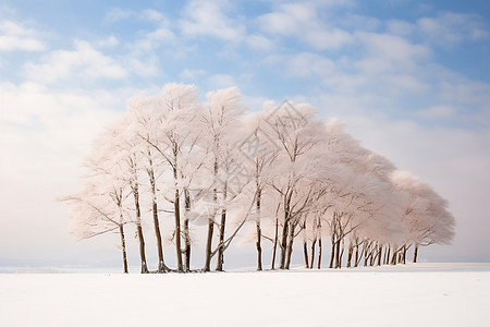 白雪皑皑的树林背景图片