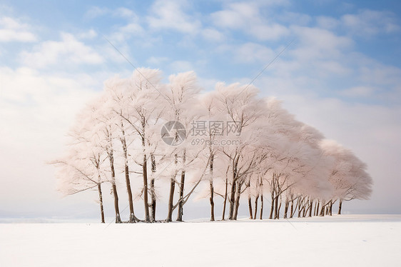 白雪皑皑的树林图片