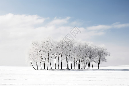 积雪覆盖的树图片