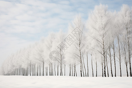 雪地里的一排树背景图片