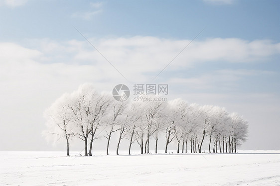 冬日飘雪中的树林图片