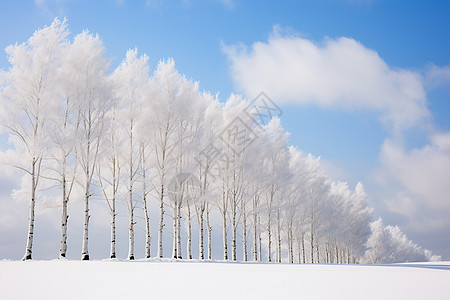 冬日白雪中的树林背景图片