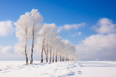 寒冬林间雪白如银图片