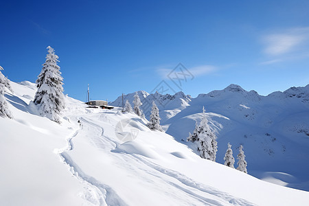 冰雪满地树林图片