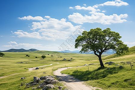 绿树成荫的山路图片
