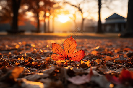 秋季阳光明媚的森林公园景观图片
