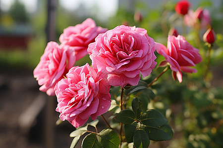 美丽绽放的粉色玫瑰花图片