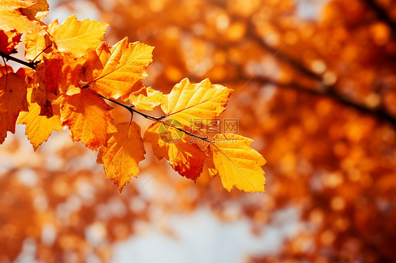 美丽的金黄色秋季森林景观图片