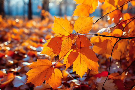 秋叶飘落森林静谧图片