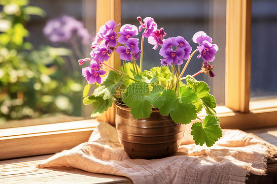 清新夏日的鲜花盆栽图片