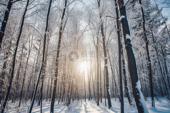 冬日白雪森林的美丽景观图片