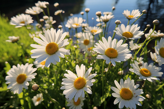 美丽的小雏菊花海景观图片