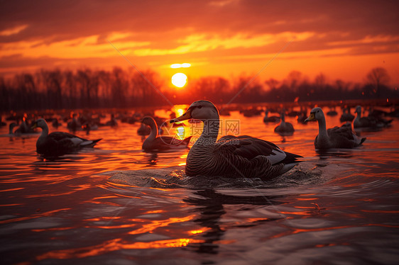 日落池塘中的鸭群图片