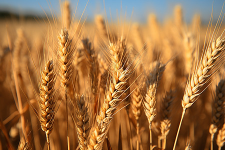 等待收割的小麦背景图片