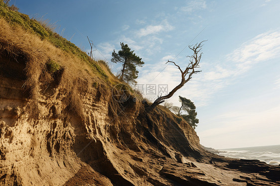 侵蚀坍塌海岸上的树木图片